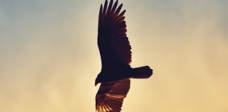 Полет сокола