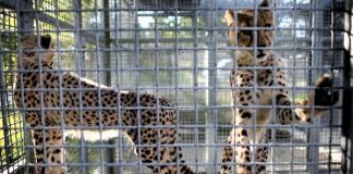 карантин через заокеанского насекомого